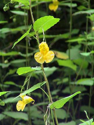 JewelWeed-Y