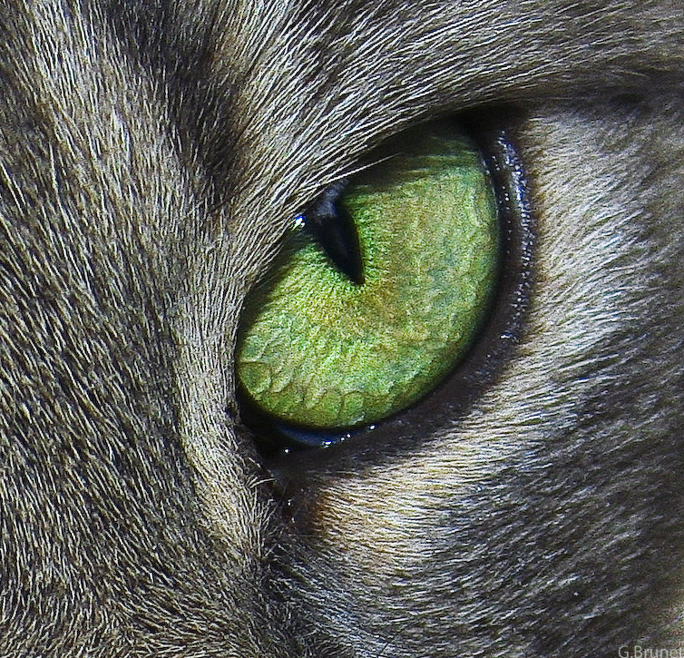 catseye