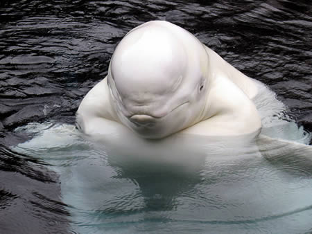 beluga whale smiling. Beluga Whale Saves Free Diver